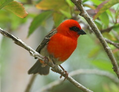 Foudia madagascariensis