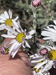 Felicia muricata