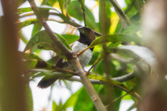 Lonchura leucogastroides