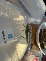 Euconocephalus varius