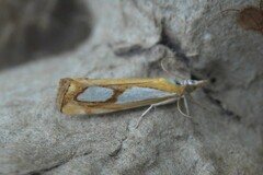 Catoptria pinella