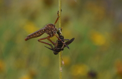 Diogmites crudelis