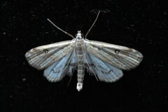 Parapoynx stratiotata