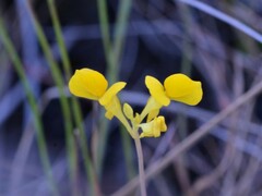Utricularia odorata