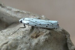 Myelois circumvoluta