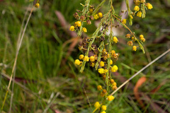 Phyllodineae