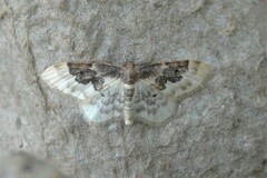 Idaea rusticata