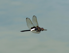 Pseudothemis zonata