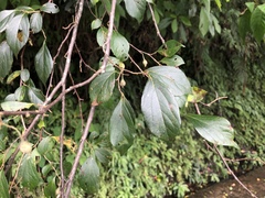 Styrax formosanus