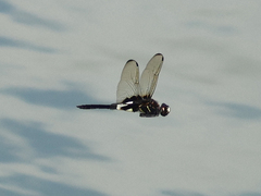 Pseudothemis zonata