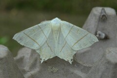 Ourapteryx sambucaria