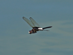 Pseudothemis zonata
