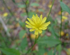 Lapsana communis