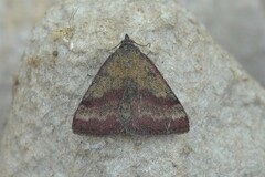 Phytometra viridaria