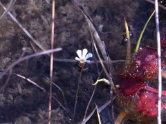 Utricularia holtzei