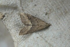 Schrankia taenialis