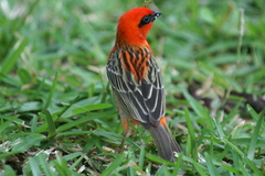 Foudia madagascariensis