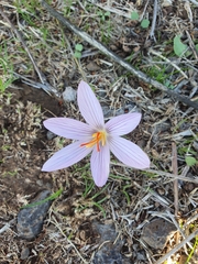 Crocus pallasii