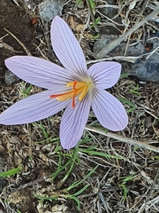 Crocus pallasii