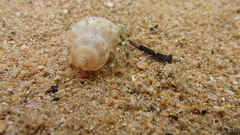 Pagurus novizealandiae