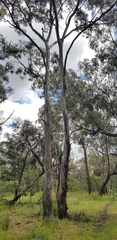 Eucalyptus melliodora