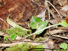 Corybas acuminatus