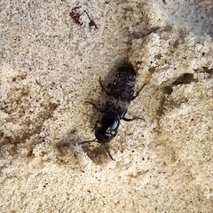Creophilus maxillosus