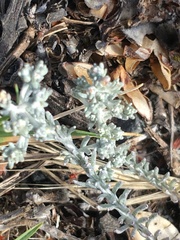 Helichrysum asperum