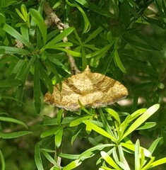 Chrysolarentia correlata