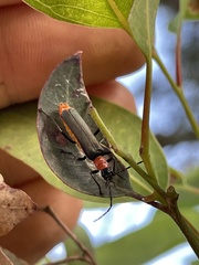 Chauliognathus tricolor