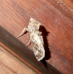 Chrysodeixis