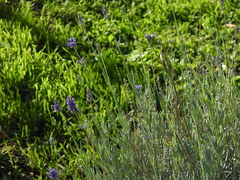 Lavandula