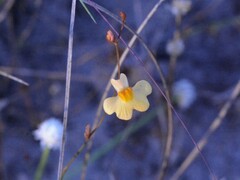 Utricularia chrysantha
