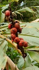 Alpinia uraiensis