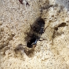 Creophilus maxillosus