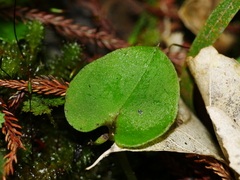 Corybas
