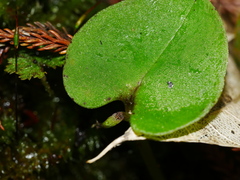 Corybas