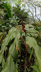 Alpinia uraiensis