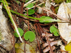 Corybas