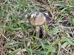 Psilocybe cubensis