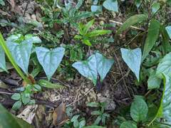 Zehneria japonica