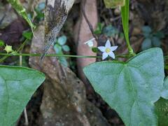 Zehneria japonica