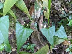 Zehneria japonica