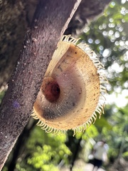 Plectotropis mackensii