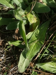 Echium plantagineum