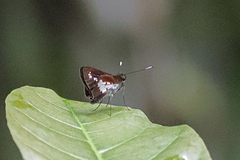 Sabera caesina