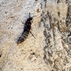 Creophilus maxillosus