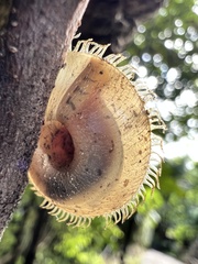 Plectotropis mackensii