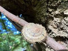 Plectotropis mackensii