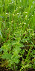 Cerastium glomeratum